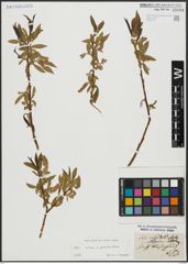 Foto von Salix alba L. x Salix pentandra L.
